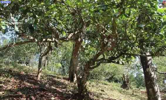 冰岛老寨茶王树图片大全：高清欣与拍卖信息，揭示古树茶特点