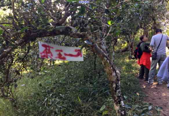 冰岛老寨的茶王照片-冰岛老寨的茶王照片真实