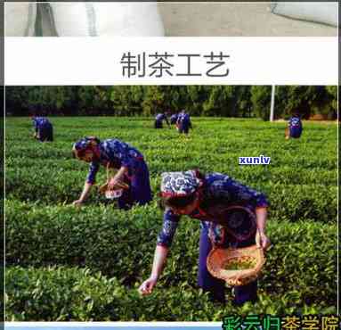 冰岛茶贵吗，揭秘冰岛茶的高价原因：为什么它比其他茶叶贵？