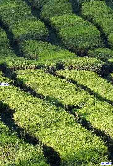 冰岛有种植台地茶吗视频，揭秘冰岛：独特种植环境下的台地茶之谜