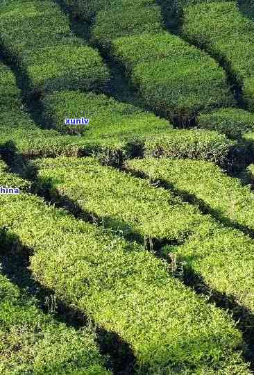 冰岛有种植台地茶吗-冰岛有种植台地茶吗图片