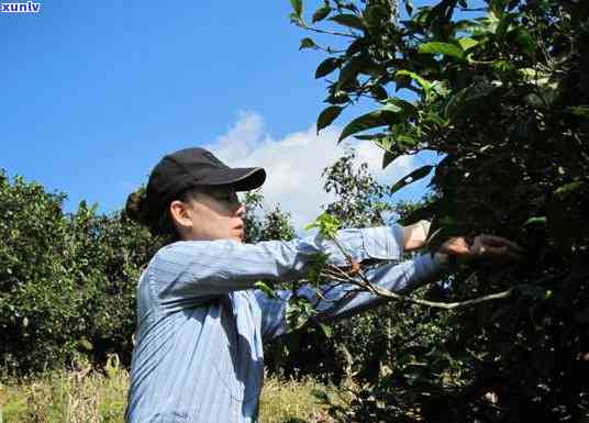 冰岛茶是什么时候火起来的？探究其成名历