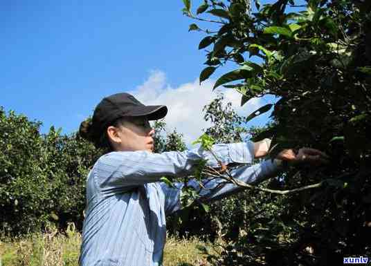 冰岛茶是什么时候火起来的？探究其成名历