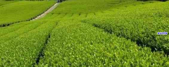 广东适合种什么茶叶好，揭秘广东地区适宜种植的茶叶品种