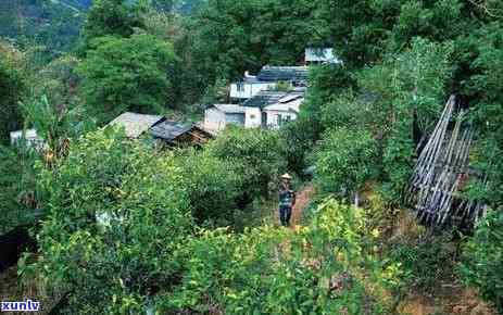 冰岛古树茶产地介绍-冰岛古树茶产地介绍图片