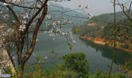 冰岛坝糯古树茶产地是哪里，揭秘冰岛坝糯古树茶的产地