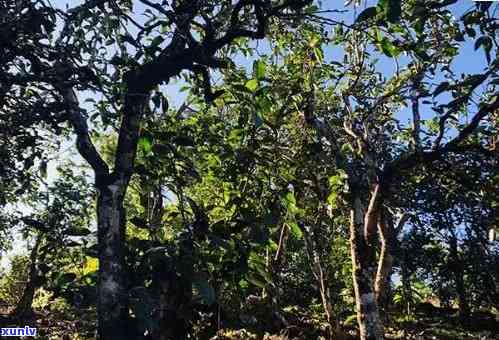 冰岛坝糯古树茶产地在哪里，揭秘冰岛坝糯古树茶的产地之谜