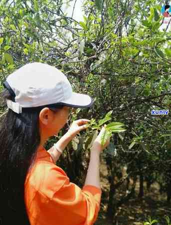 冰岛坝糯藤条茶的口感，品尝冰岛坝糯藤条茶：独特的口感体验