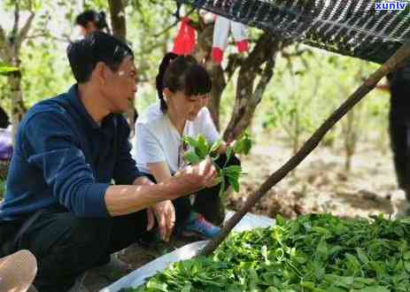 冰岛茶泡茶水，如何冲泡冰岛茶？适宜的水和步骤解析