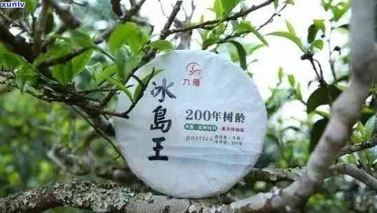 冰岛古树茶详细介绍和特点，探索冰岛古树茶：详细介绍与独特特点