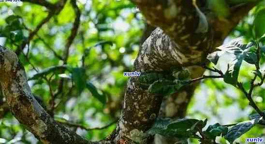 冰岛古树茶详细介绍和特点，探索冰岛古树茶：详细介绍与独特特点