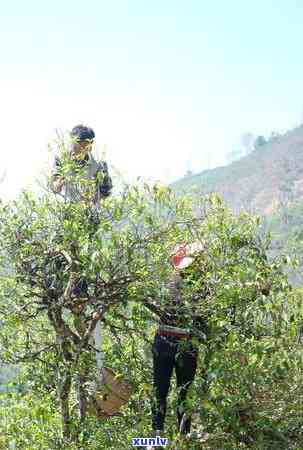 古茶源茶厂冰岛母树-古茶源茶厂冰岛古树茶