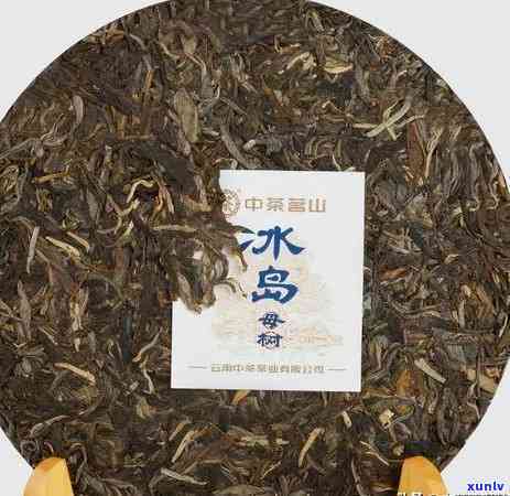 古茶源茶厂冰岛母树-古茶源茶厂冰岛古树茶