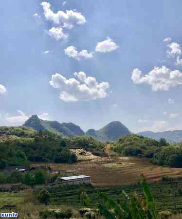 冰岛茶是炒作起来的-冰岛茶是炒作起来的吗