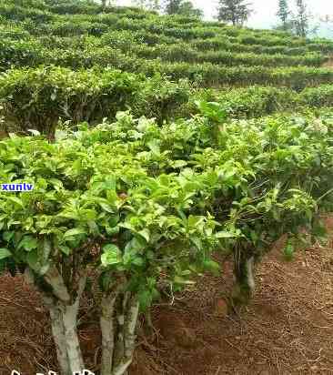 有多少亩冰岛台地茶林？探讨冰岛台地茶的种植与特点