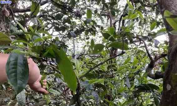 冰岛藤条古树茶价格多少，冰岛藤条古树茶市场价格解析