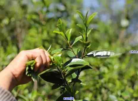 冰岛坝糯藤条茶的口感，探索冰岛坝糯藤条茶的独特口感