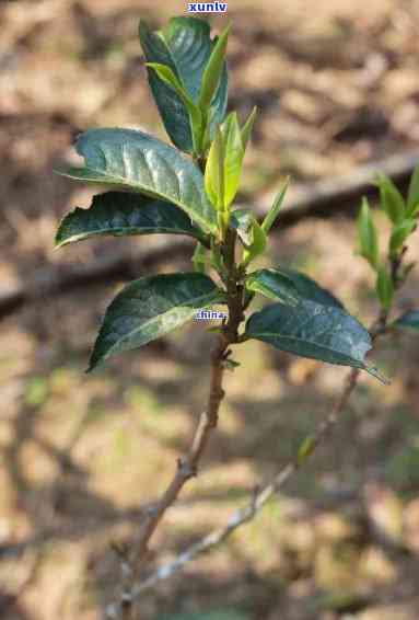 冰岛坝糯藤条茶的口感，探索冰岛坝糯藤条茶的独特口感