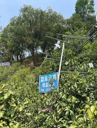 冰岛五寨哪个茶最多-冰岛五寨哪个茶最多的