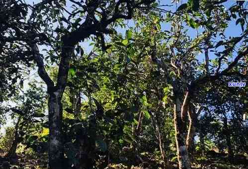 冰岛老寨古树茶产地在哪里，揭秘冰岛老寨古树茶的产地