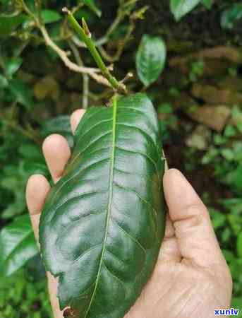 和冰岛口感近似的茶有哪些，探索与冰岛茶相似口感的茶叶品种