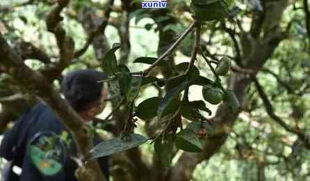 冰岛是什么山头的茶叶，揭秘冰岛茶：什么山头的？