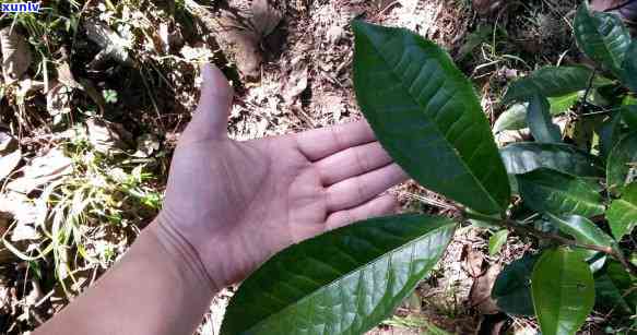 冰岛属于哪个茶山的茶，揭秘：冰岛茶究竟属于哪座茶山？