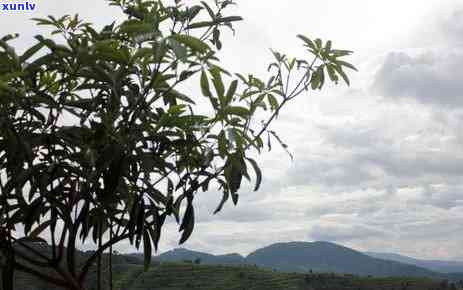 冰岛茶与昔归茶的区别，探秘冰岛茶与昔归茶的异同之处