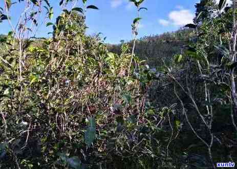 冰岛茶与昔归茶的区别，探秘冰岛茶与昔归茶的异同之处