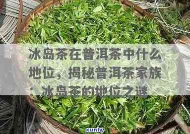 冰岛茶属于哪个茶区，揭秘：冰岛茶属于哪个茶区？