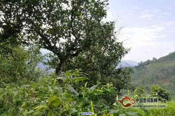 大叶种茶勐库冰岛-勐库大叶种茶和冰岛区别