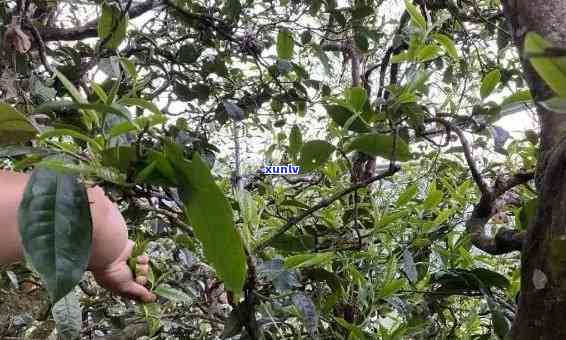 冰岛老寨藤条古树茶-冰岛藤条古树普洱茶生茶多少钱一斤