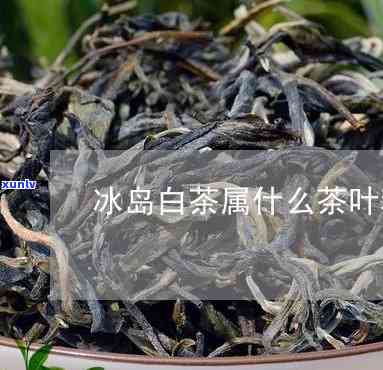 冰岛白茶：什么类型的茶？功效与作用解析