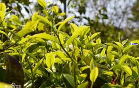 冰岛茶王传片图片高清，探索冰岛茶的奥秘：高清传片带你领略茶王风采！