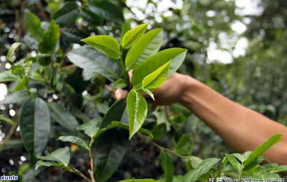 刮风寨茶厂，探访云南普洱：深度解析刮风寨茶厂的历与制茶工艺