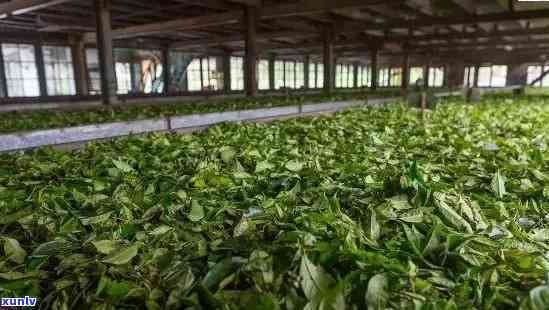 刮风寨茶厂，探访云南普洱：深度解析刮风寨茶厂的历与制茶工艺