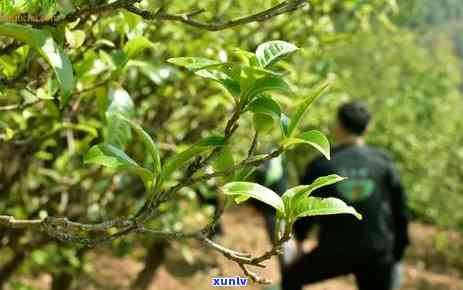 勐库冰岛老寨茶价格-勐库冰岛老树茶价格