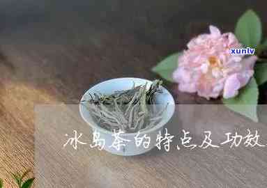 冰岛茶的特点及功效，探索冰岛茶的独特特点和神奇功效