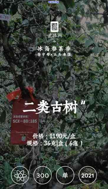 世兴冰岛一号价格全揭秘：多少钱一平/方/平米？云南世兴冰岛一号、普洱茶叶价格及99冰岛百年古树茶详情！