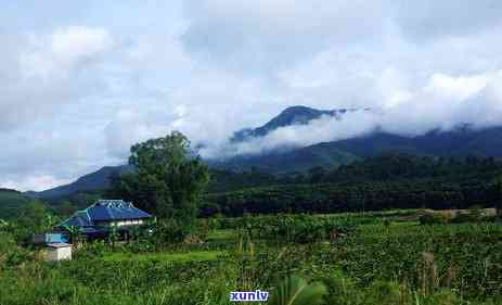 冰岛白茶是什么茶类型，探究冰岛白茶的神秘面纱：它属于哪种茶类？