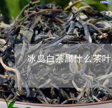 冰岛白茶属于什么茶，探索神秘的冰岛白茶：它属于哪种类型的茶？