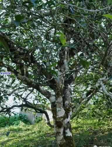 冰岛老寨古树茶位置-冰岛老寨古树茶口感