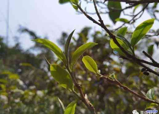 南迫冰岛茶的特点，探索南迫冰岛茶的独特魅力：特点解析