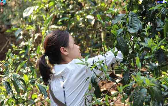 冰岛老寨古茶树图片，探索古老韵味：冰岛老寨古茶树的美丽图片-冰岛老寨古树茶有多少