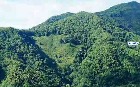 冰岛糯茶口感特点-冰岛糯茶简介