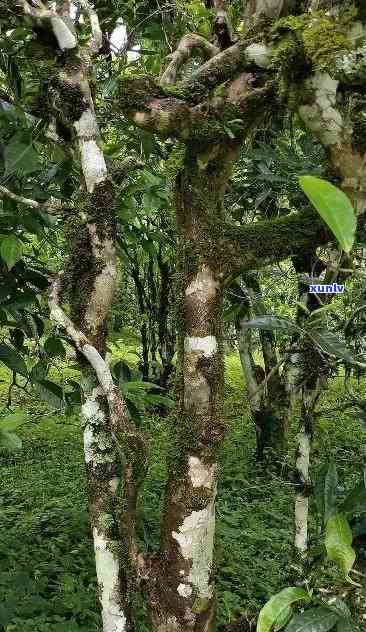 800年树龄冰岛古树生茶深山，千年古树珍藏：深山之中的800年冰岛生茶