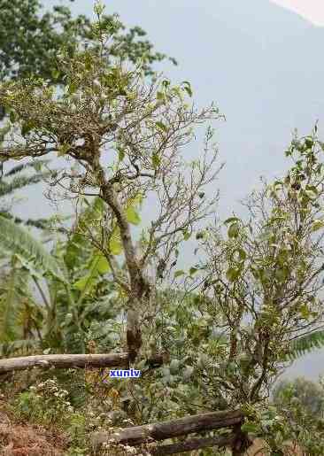 临沧澜库冰岛古树茶-云南临沧勐库冰岛古树茶