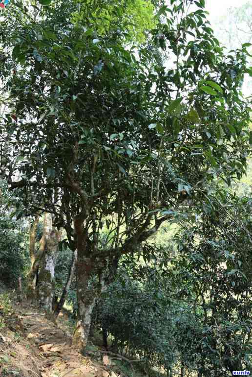 冰岛老寨古树茶市场价，探究冰岛老寨古树茶的市场价格走势与影响因素