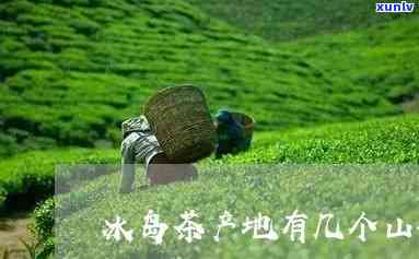 冰岛茶产在哪座山头？探究其产区与品种来源