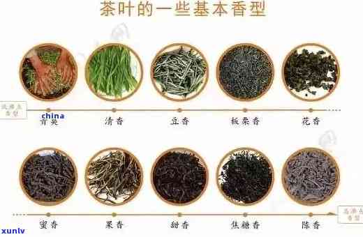 怎么区分茶叶的品种，茶艺初学者必看：如何区分不同种类的茶叶？